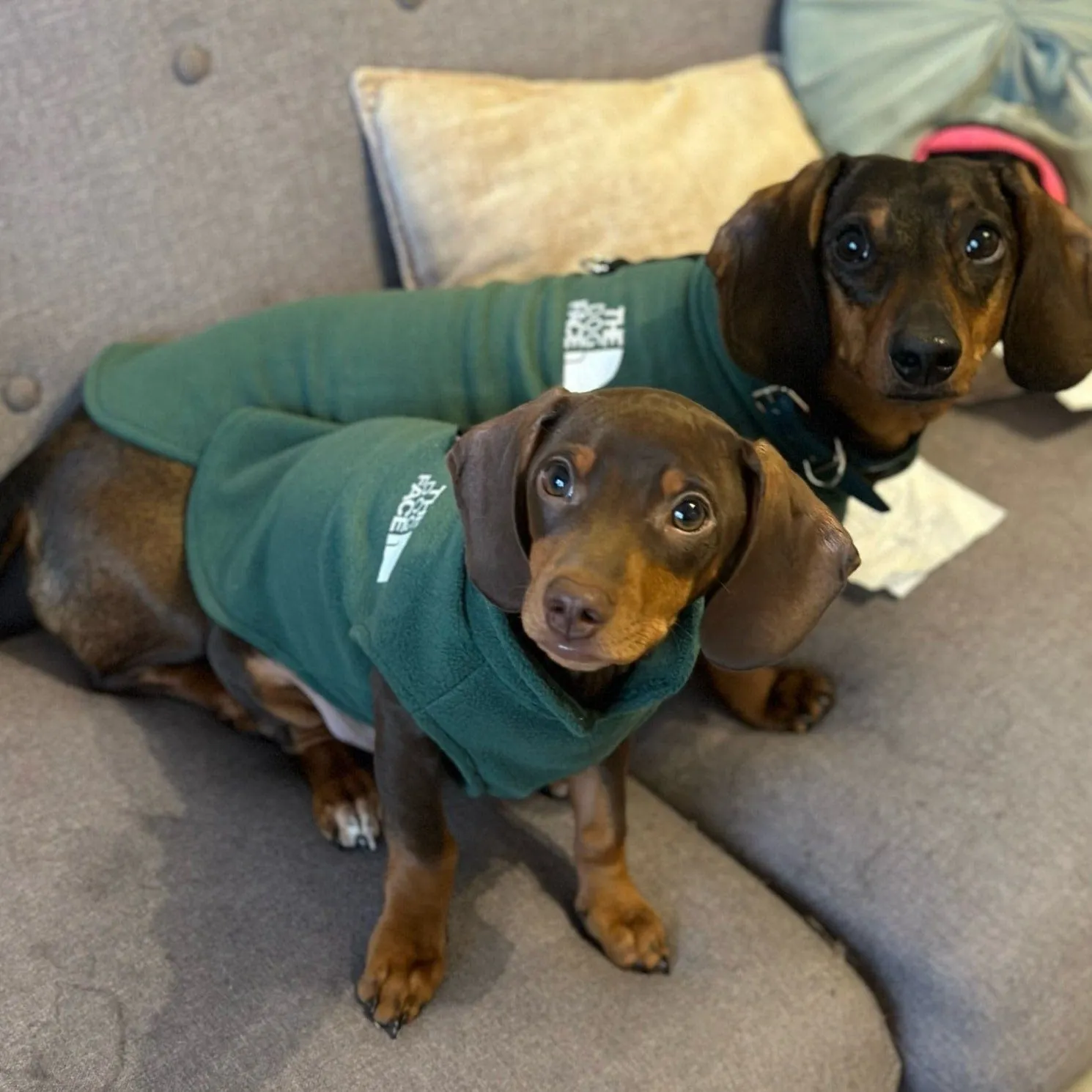 The Dog Face Dachshund Fleece Jacket